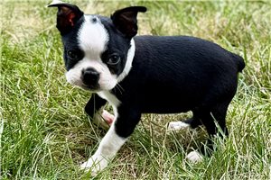 Kody - Boston Terrier for sale