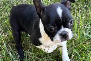 Valerie - Boston Terrier for sale