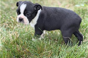 Lily - Boston Terrier for sale