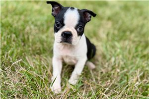Kimmy - Boston Terrier for sale