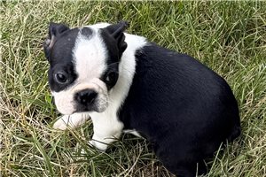 Kimmy - Boston Terrier for sale