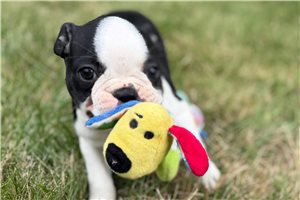 Leah - Boston Terrier for sale