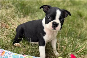 Kora - Boston Terrier for sale