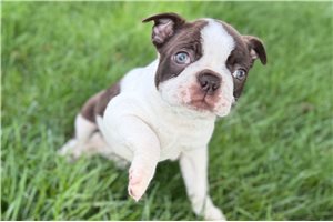 Loren - Boston Terrier for sale