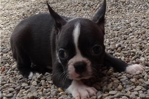 Beckett - Boston Terrier for sale