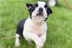 Liza - Boston Terrier for sale