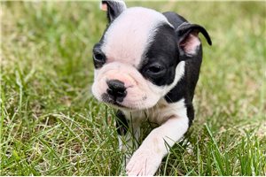 Karis - Boston Terrier for sale