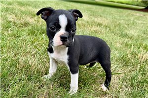 Lazarus - puppy for sale