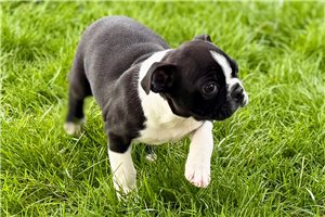 Liam - Boston Terrier for sale