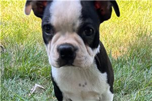 Karis - Boston Terrier, placed in Battle Creek