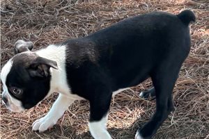 Victor - Boston Terrier for sale