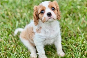 Jaime - Cavalier King Charles Spaniel for sale