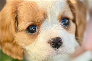 Iota - Cavalier King Charles Spaniel for sale