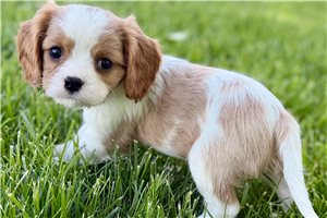 Izzy - puppy for sale