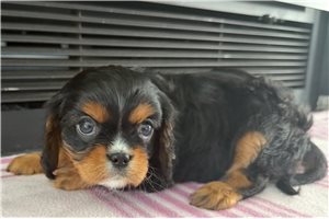 Theodora - puppy for sale