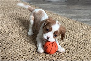 Cole - Cavalier King Charles Spaniel for sale