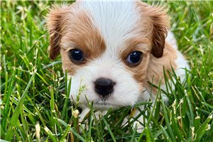 Sara - Cavalier King Charles Spaniel for sale