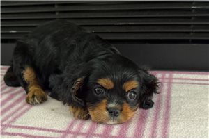 Tess - puppy for sale