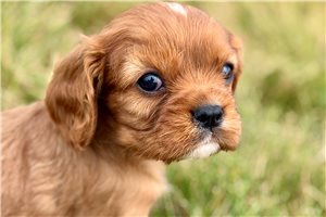 Rayden - puppy for sale
