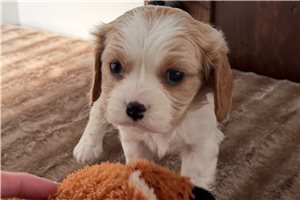 Fabian - Cavalier King Charles Spaniel for sale