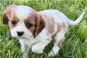 Iziah - puppy for sale