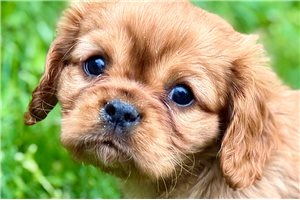 Murphy - Cavalier King Charles Spaniel for sale