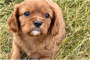 Raye - puppy for sale