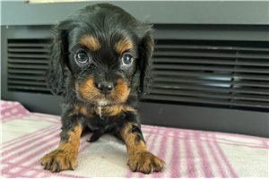 Thai - puppy for sale