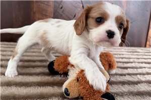 Florence - Cavalier King Charles Spaniel for sale