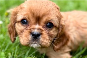 Marco - Cavalier King Charles Spaniel for sale