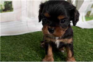 Fern - Cavalier King Charles Spaniel for sale