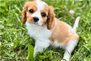 Sapphire - Cavalier King Charles Spaniel for sale