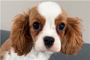 Flynn - Cavalier King Charles Spaniel for sale
