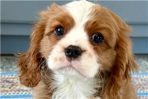 Damien - Cavalier King Charles Spaniel for sale