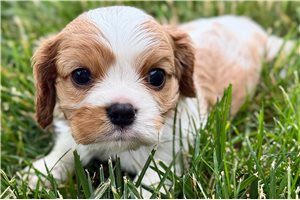Sapphire - puppy for sale