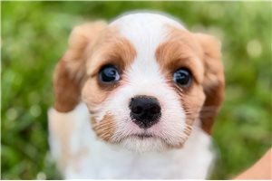 Jaime - Cavalier King Charles Spaniel for sale