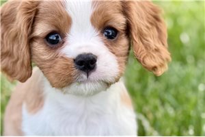 Ives - Cavalier King Charles Spaniel for sale