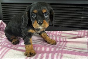 Thelma - puppy for sale