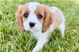 Ivan - Cavalier King Charles Spaniel for sale