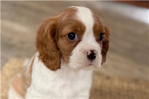 Cole - Cavalier King Charles Spaniel for sale