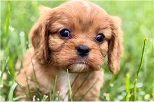 Nico - Cavalier King Charles Spaniel for sale