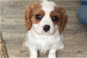 Mickey - Cavalier King Charles Spaniel for sale