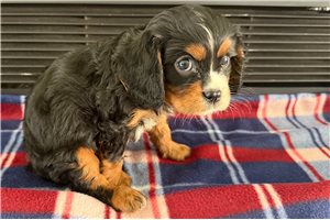 Tino - puppy for sale