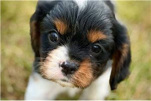 Rama - Cavalier King Charles Spaniel for sale