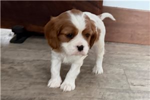 Catalina - Cavalier King Charles Spaniel for sale