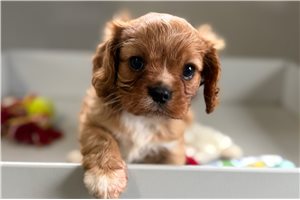 Kingston - Cavalier King Charles Spaniel for sale