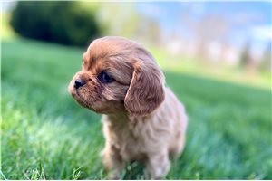 Magnum - Cavalier King Charles Spaniel for sale