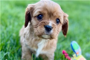 Mortey - Cavalier King Charles Spaniel for sale