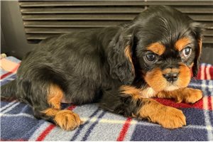 Timber - Cavalier King Charles Spaniel for sale