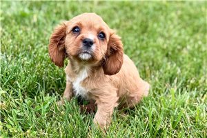 Mortey - Cavalier King Charles Spaniel for sale